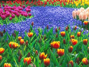 Keukenhof Keukenhof